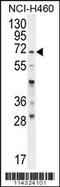 FUT4 antibody, 56-210, ProSci, Western Blot image 