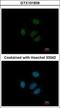 Ribosomal Protein S15 antibody, GTX101839, GeneTex, Immunocytochemistry image 