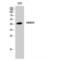Neuromedin B Receptor antibody, LS-C384923, Lifespan Biosciences, Western Blot image 