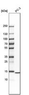 Histidine Triad Nucleotide Binding Protein 2 antibody, PA5-54286, Invitrogen Antibodies, Western Blot image 