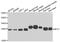 NFU1 iron-sulfur cluster scaffold homolog, mitochondrial antibody, A7097, ABclonal Technology, Western Blot image 
