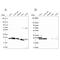 Ribosomal Protein S5 antibody, NBP2-56843, Novus Biologicals, Western Blot image 