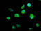 Adipocyte enhancer-binding protein 1 antibody, LS-C680142, Lifespan Biosciences, Immunofluorescence image 