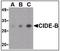 Cell Death Inducing DFFA Like Effector B antibody, LS-B3192, Lifespan Biosciences, Western Blot image 