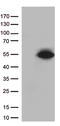Pancreas/duodenum homeobox protein 1 antibody, TA500039, Origene, Western Blot image 