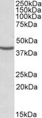 Nuclear migration protein nudC antibody, PA5-19168, Invitrogen Antibodies, Western Blot image 