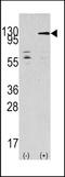 TAO Kinase 3 antibody, TA302258, Origene, Western Blot image 