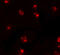 Piwi Like RNA-Mediated Gene Silencing 2 antibody, 6569, ProSci, Immunofluorescence image 