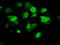 Protein Phosphatase Methylesterase 1 antibody, TA500840, Origene, Immunofluorescence image 