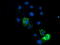 Endonuclease G, mitochondrial antibody, TA504189, Origene, Immunofluorescence image 