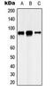 Cadherin 8 antibody, MBS8218328, MyBioSource, Western Blot image 