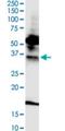 Formyl Peptide Receptor 2 antibody, H00002358-M03, Novus Biologicals, Western Blot image 