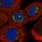 Zinc Finger Protein 25 antibody, HPA030190, Atlas Antibodies, Immunocytochemistry image 