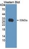 Autocrine Motility Factor Receptor antibody, LS-C374403, Lifespan Biosciences, Western Blot image 