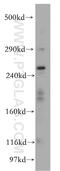 Ryanodine Receptor 2 antibody, 19765-1-AP, Proteintech Group, Western Blot image 