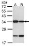 BAP antibody, LS-B12454, Lifespan Biosciences, Western Blot image 