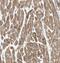 Intraflagellar Transport 88 antibody, FNab04164, FineTest, Immunohistochemistry frozen image 
