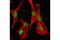 BMI1 Proto-Oncogene, Polycomb Ring Finger antibody, 5856S, Cell Signaling Technology, Immunofluorescence image 