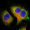 Cellular Communication Network Factor 4 antibody, HPA007121, Atlas Antibodies, Immunofluorescence image 