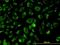 Acyl-CoA Thioesterase 9 antibody, orb89783, Biorbyt, Immunofluorescence image 