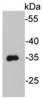VSV-G epitope tag antibody, NBP2-66787, Novus Biologicals, Western Blot image 