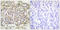 ShcA antibody, LS-C117534, Lifespan Biosciences, Immunohistochemistry frozen image 