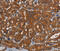 PDE5A antibody, MBS2517284, MyBioSource, Immunohistochemistry paraffin image 