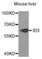 Inhibitor Of DNA Binding 3, HLH Protein antibody, STJ27328, St John
