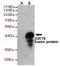 Sirtuin 6 antibody, TA347046, Origene, Western Blot image 