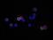 Lymphocyte antigen 6A-2/6E-1 antibody, MAB1226, R&D Systems, Immunofluorescence image 