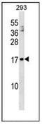 ARP antibody, AP52596PU-N, Origene, Western Blot image 