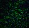 Cadherin 13 antibody, 3583, ProSci, Immunofluorescence image 