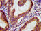 Multiple EGF Like Domains 9 antibody, CSB-PA872434LA01HU, Cusabio, Immunohistochemistry paraffin image 