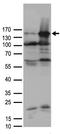 Ro antibody, TA890040, Origene, Western Blot image 