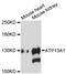 ATPase 13A1 antibody, LS-C748921, Lifespan Biosciences, Western Blot image 