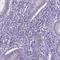 Neurexophilin And PC-Esterase Domain Family Member 2 antibody, HPA039876, Atlas Antibodies, Immunohistochemistry paraffin image 