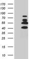 DNA-binding protein SATB2 antibody, MA5-26490, Invitrogen Antibodies, Western Blot image 