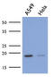 Mitochondrial Ribosomal Protein L58 antibody, LS-C200846, Lifespan Biosciences, Western Blot image 