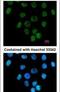 Ankyrin repeat domain-containing protein 1 antibody, PA5-30548, Invitrogen Antibodies, Immunofluorescence image 