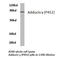 Adducin 3 antibody, LS-C176869, Lifespan Biosciences, Western Blot image 