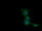 COBW Domain Containing 1 antibody, M15555-1, Boster Biological Technology, Immunofluorescence image 