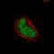 RUNX Family Transcription Factor 2 antibody, NBP2-52888, Novus Biologicals, Immunocytochemistry image 