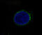 c-met antibody, M01488, Boster Biological Technology, Immunofluorescence image 