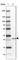 MIS18 Kinetochore Protein A antibody, HPA018286, Atlas Antibodies, Western Blot image 