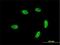 General Transcription Factor IIA Subunit 1 Like antibody, H00011036-M02, Novus Biologicals, Immunofluorescence image 