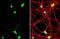 Pro-neuregulin-1, membrane-bound isoform antibody, NBP2-19588, Novus Biologicals, Immunocytochemistry image 