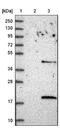 LSM4 antibody, NBP1-86846, Novus Biologicals, Western Blot image 