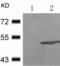 Glycogen Synthase Kinase 3 Alpha antibody, TA322275, Origene, Western Blot image 