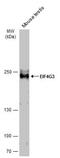 Eukaryotic Translation Initiation Factor 4 Gamma 3 antibody, NBP2-16309, Novus Biologicals, Western Blot image 