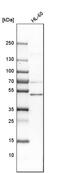 Natural Killer Cell Cytotoxicity Receptor 3 Ligand 1 antibody, PA5-54991, Invitrogen Antibodies, Western Blot image 
